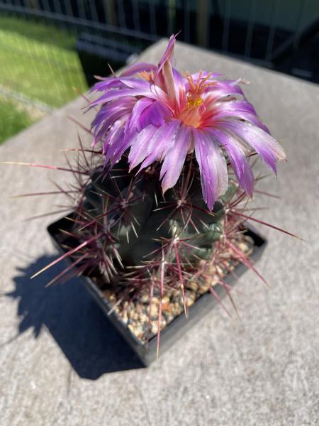 Thelocactus bicolor